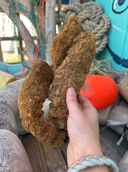 Natural Pipe Sponge 11" - Ocean Specimen Decor –