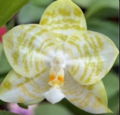 Phalaenopsis Mituo Golden Tiger ‘White Tiger’ x Penang Jewel Hybrid – Rare Orchid | Live Plant