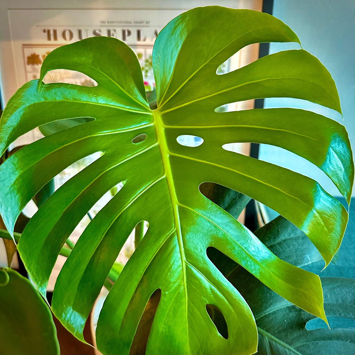 Monstera deliciosa (Swiss Cheese Plant)