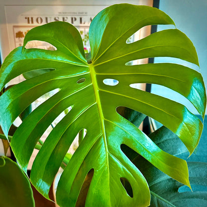 Monstera deliciosa (Swiss Cheese Plant)