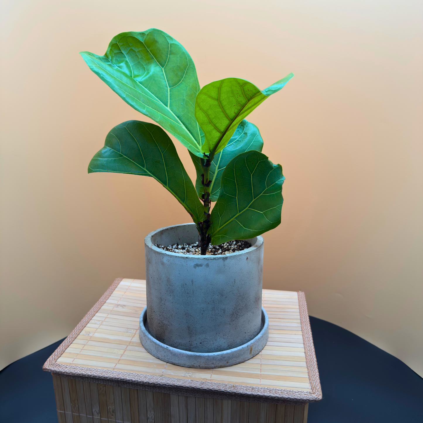 Fiddle Leaf Fig in 6” Charlie Pot (Slate Gray) – Indoor Statement Plant