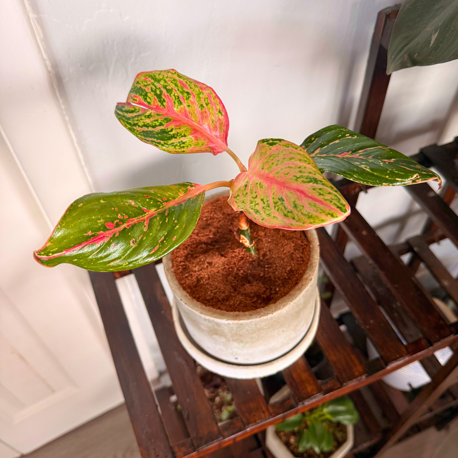 Aglaonema Sparkling Sarah – Colorful Speckled Pink & Green Plant in Charlie Pot Original 6" Soft Gray – Potted Houseplant