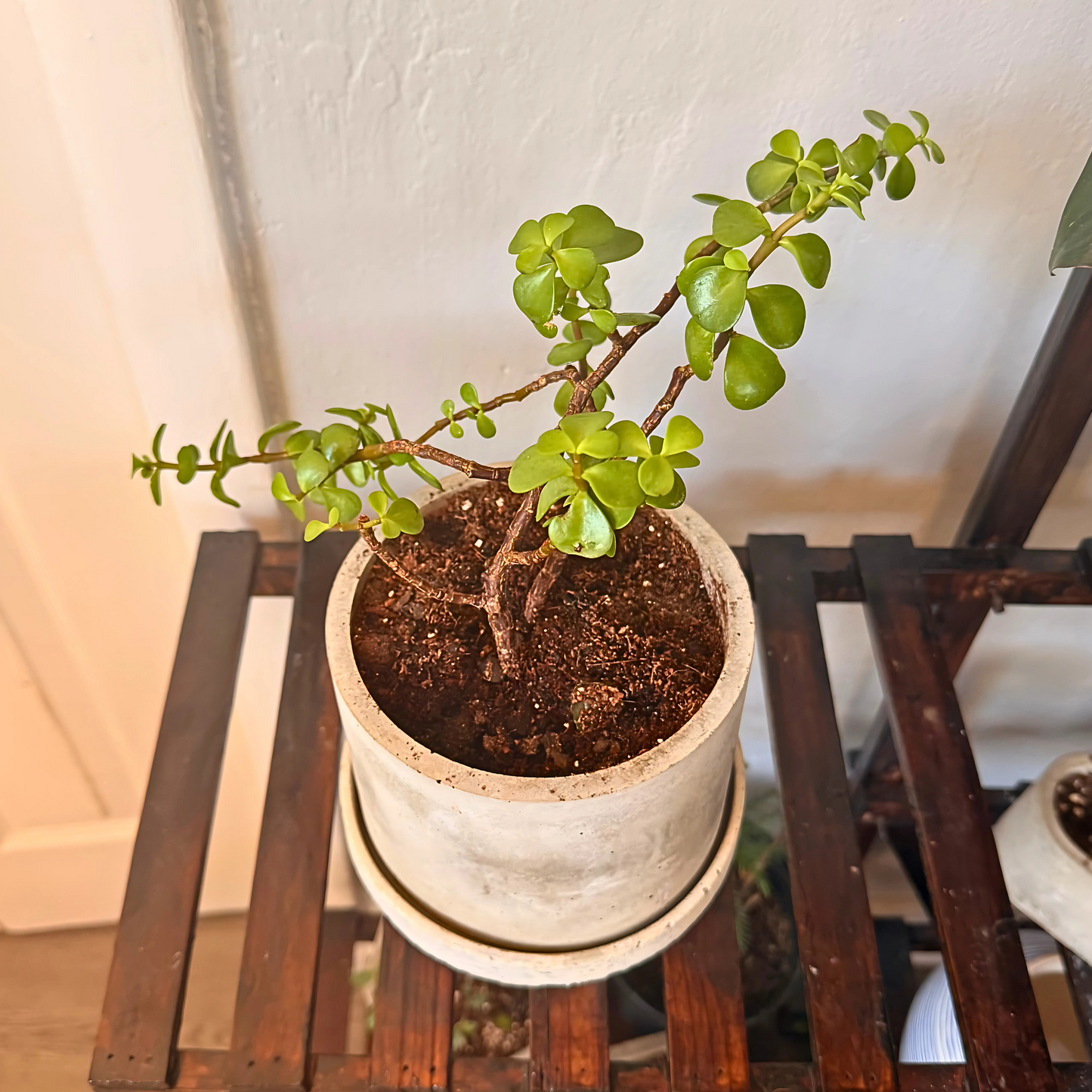 Elephant Bush – Low-Maintenance Succulent in Charlie Pot Original Soft Gray