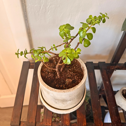 Elephant Bush – Low-Maintenance Succulent in Charlie Pot Original Soft Gray