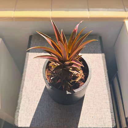 Cryptanthus Earth Star – Bronze-Red Foliage in Charlie Pot Original 6" Black