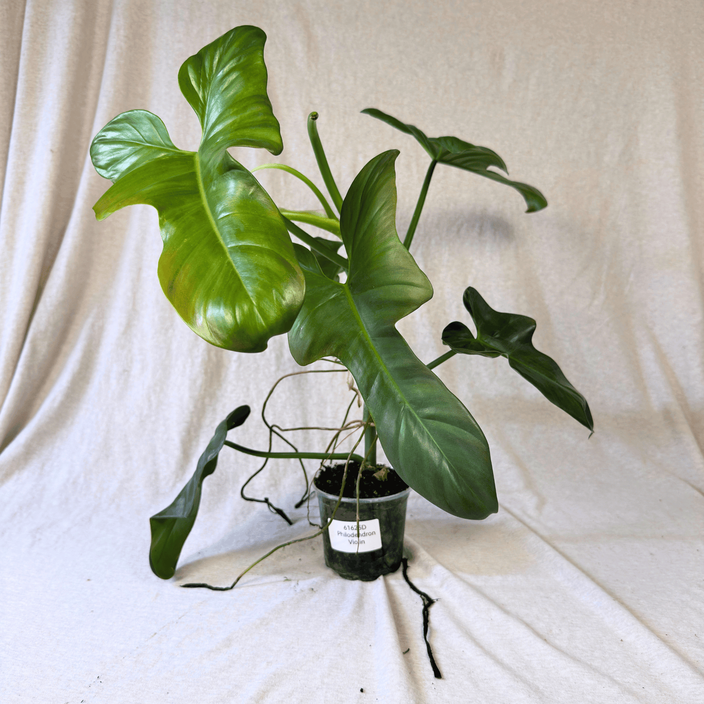 Philodendron bipennifolium 'Violin'
