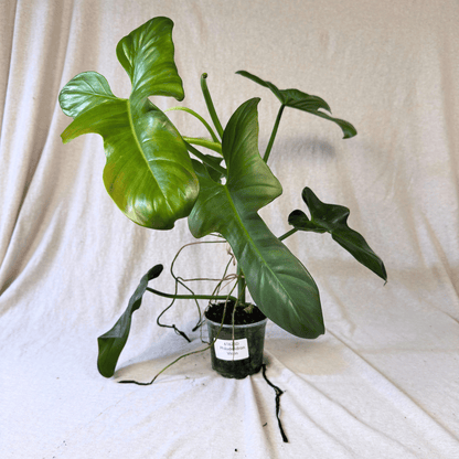 Philodendron bipennifolium 'Violin'