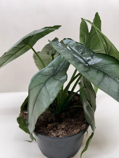 Alocasia Dragon's Breath – Rare Metallic Elephant Ear Plant