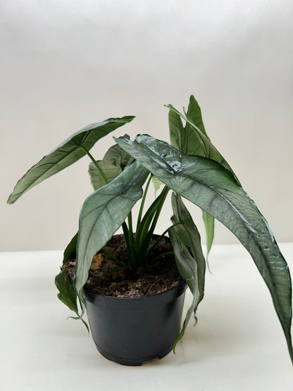 Alocasia Dragon's Breath – Rare Metallic Elephant Ear Plant