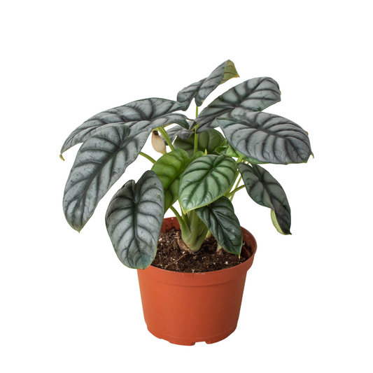 Alocasia Silver Dragon | Alocasia baginda Live Plant – Indoor Plants