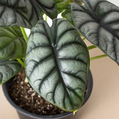 Alocasia Silver Dragon | Alocasia baginda Live Plant