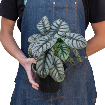 Alocasia Silver Dragon | Alocasia baginda Live Plant