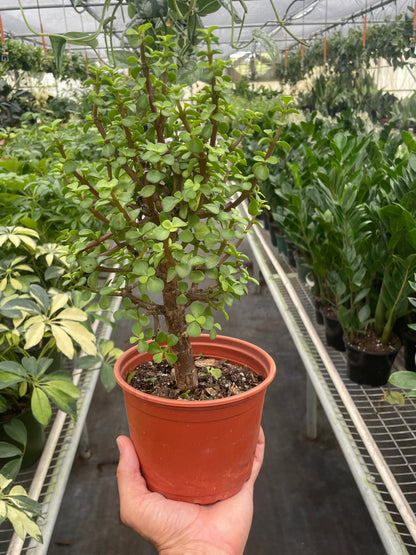 Bonsai Jade Dwarf Green – 6" Pot Indoor Plants