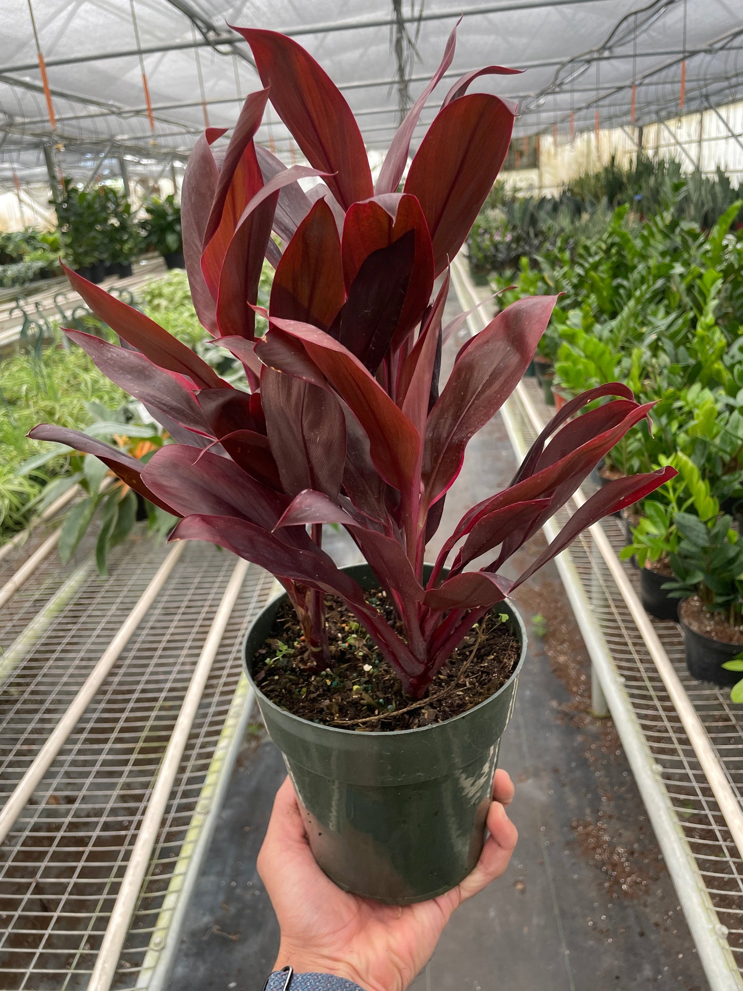 Cordyline 'Calypso Queen' – 6" Pot Indoor Plants