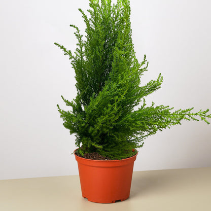 Cypress Lemon – 6" Pot Indoor Plants