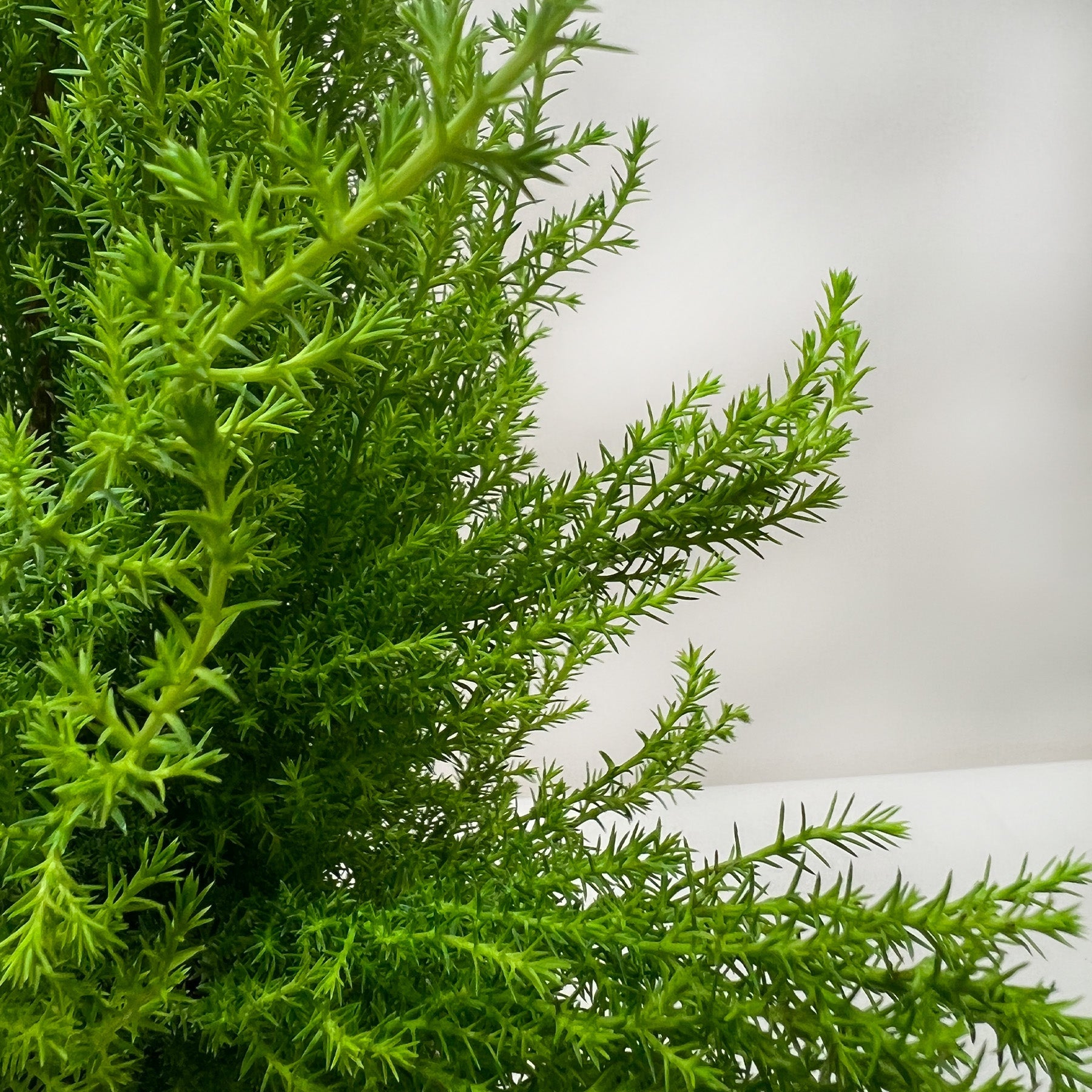 Cypress Lemon – Indoor Plants