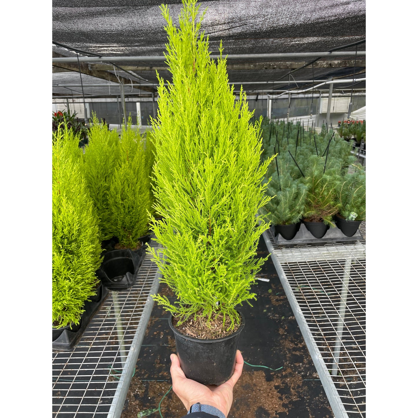 Cypress Lemon – Indoor Plants