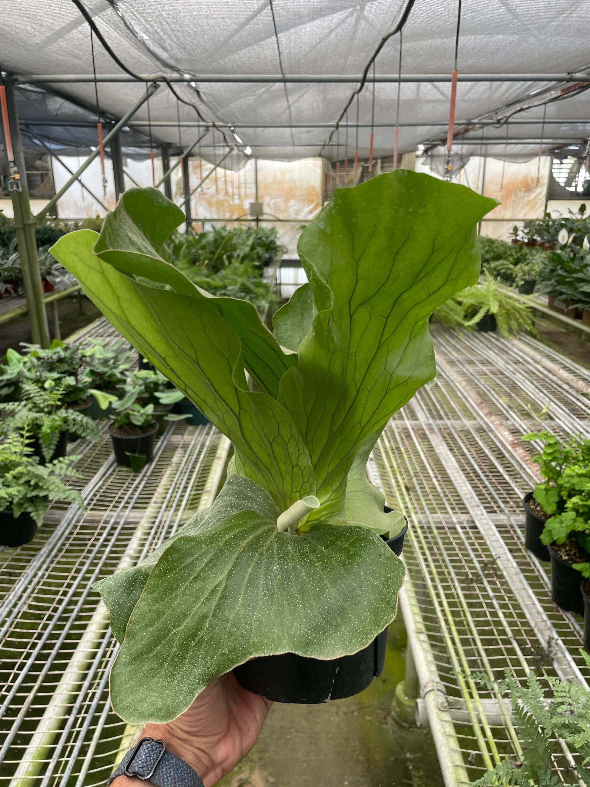 Fern 'Elephant' – 6" Pot 6" Plant