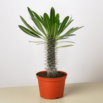 Pachypodium 'lamerei' (Madagascar Palm) – 6" Pot Indoor Plants