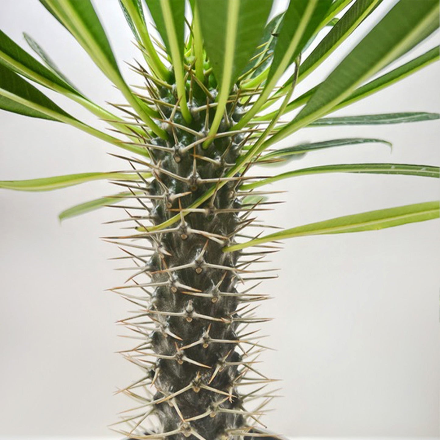 Pachypodium 'lamerei' (Madagascar Palm) – 10" Pot Indoor Plants