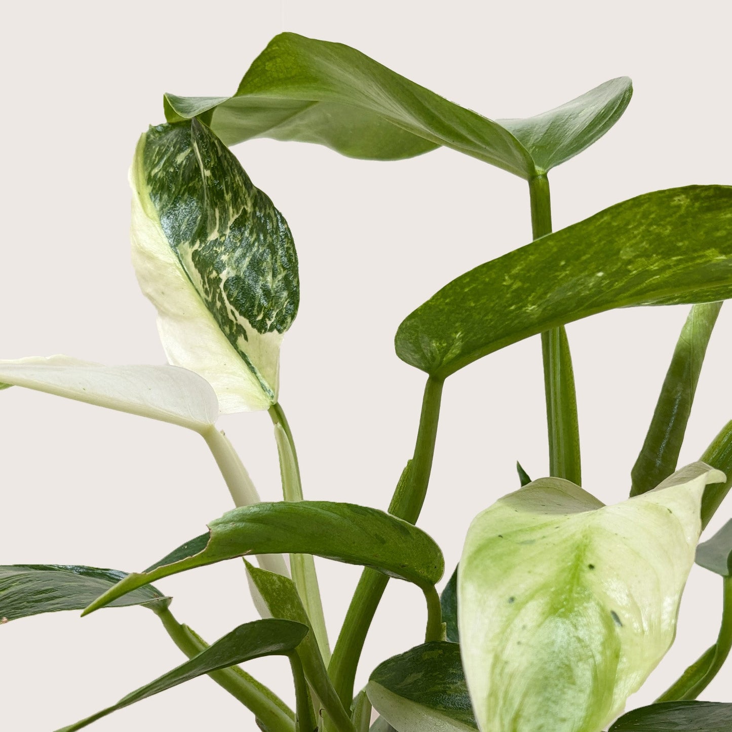 Philodendron Jose Bueno – 4" Plant