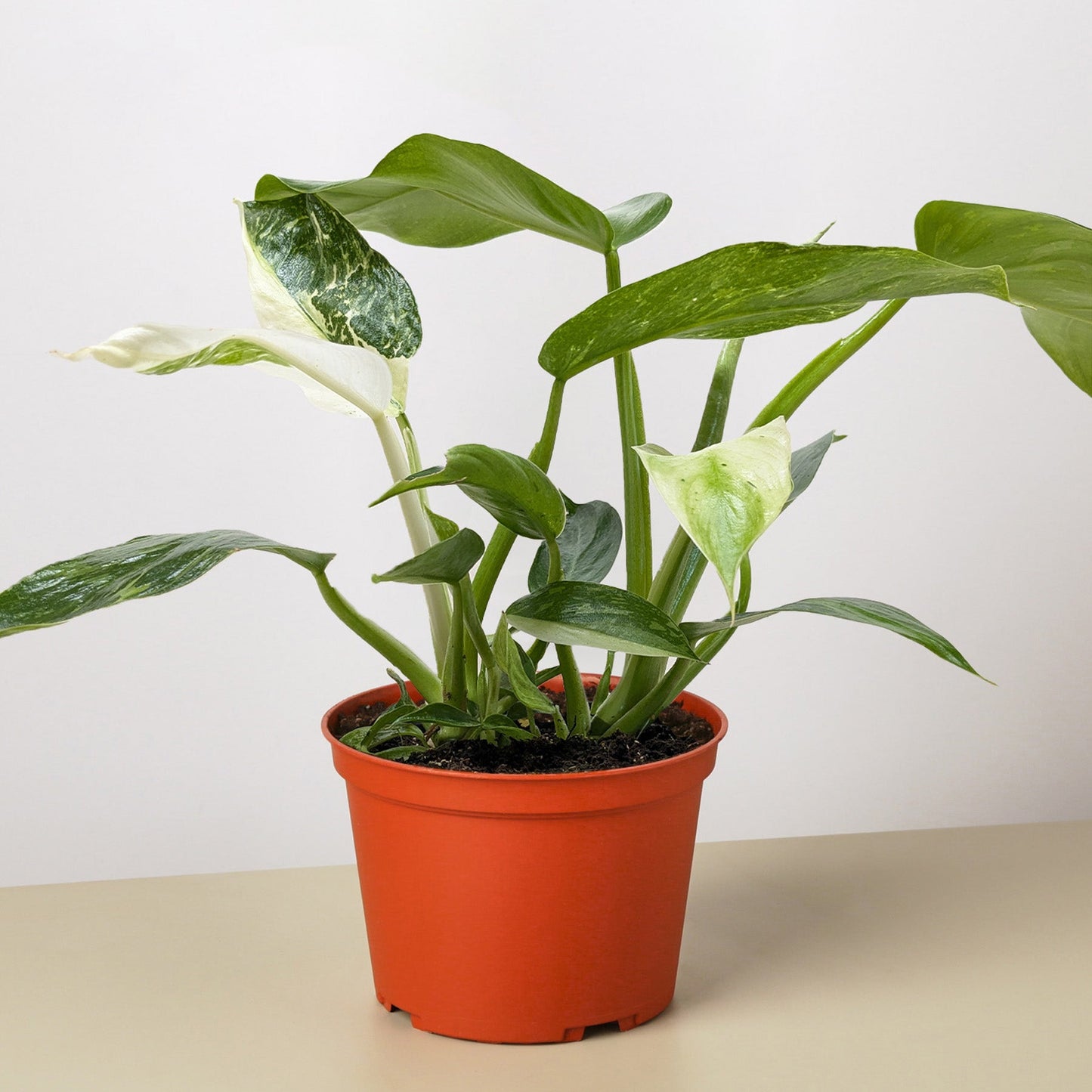 Philodendron Jose Bueno – 6" Pot 4" Plant