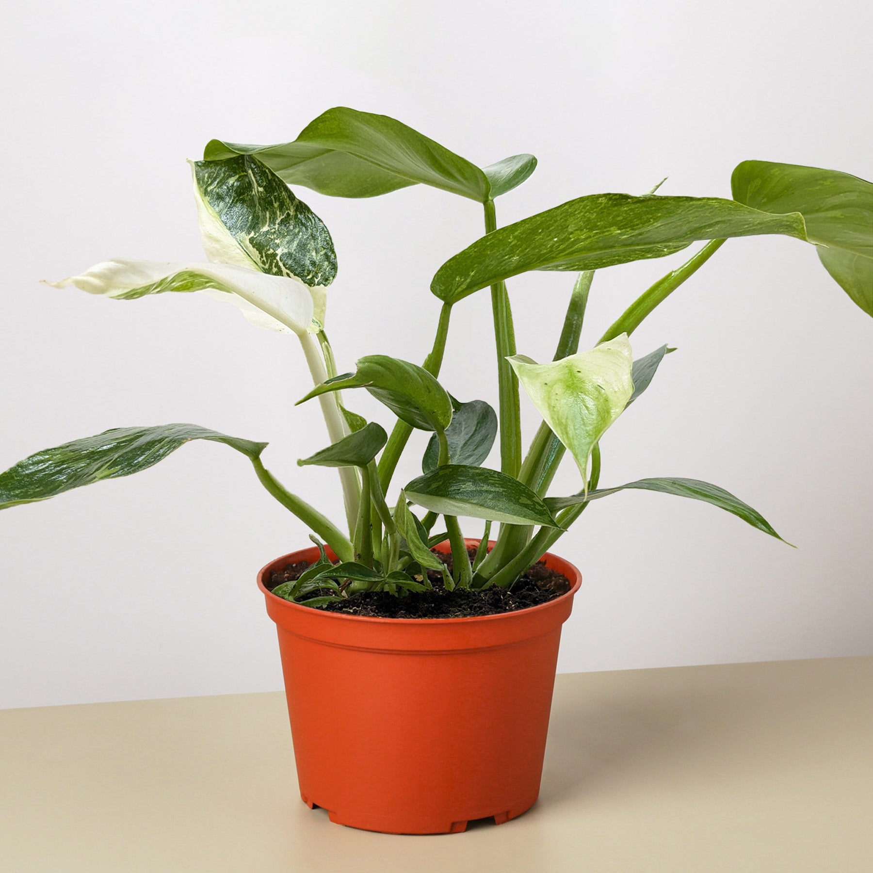 Philodendron Jose Bueno – 6" Pot 4" Plant