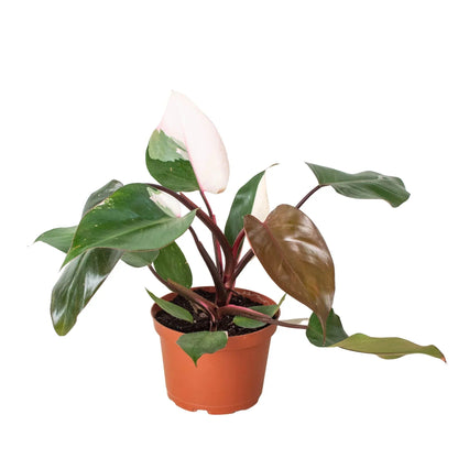 Pink Princess Philodendron – Rare Variegated Indoor Plant