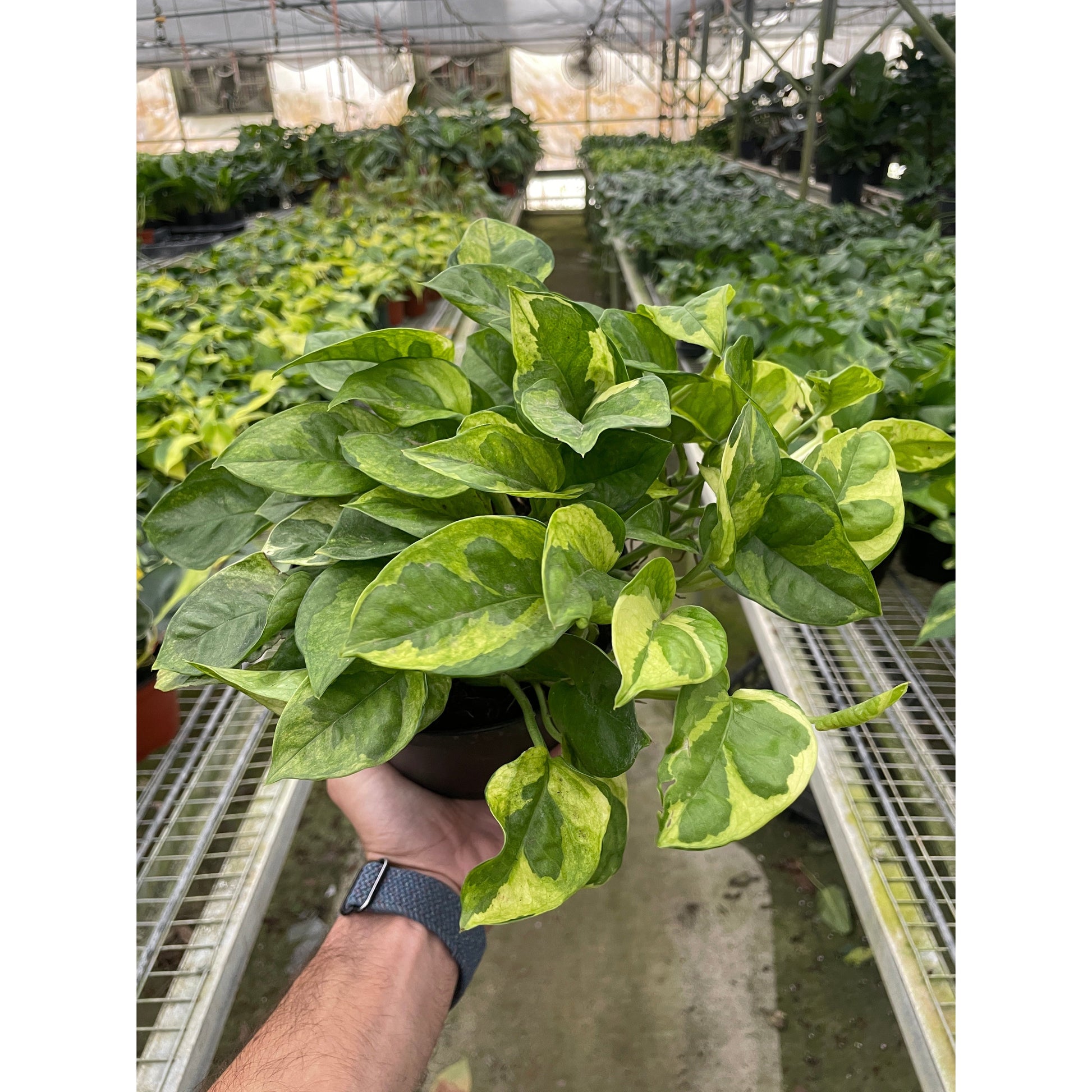 Pothos 'Lemon Meringue' – 6" Pot Indoor Plants