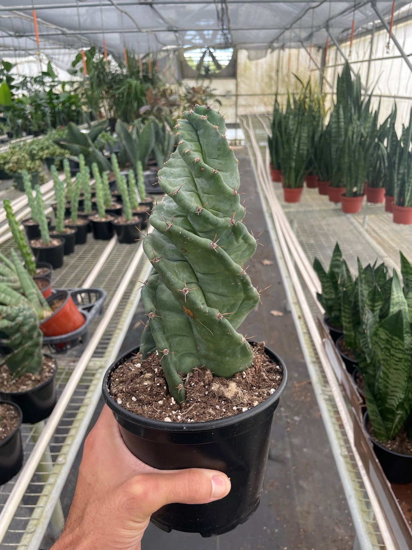 Cereus forbesii 'Spiralis' – 6" Pot Indoor Plants