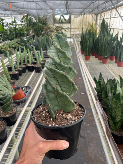 Cereus forbesii 'Spiralis' – 6" Pot Indoor Plants