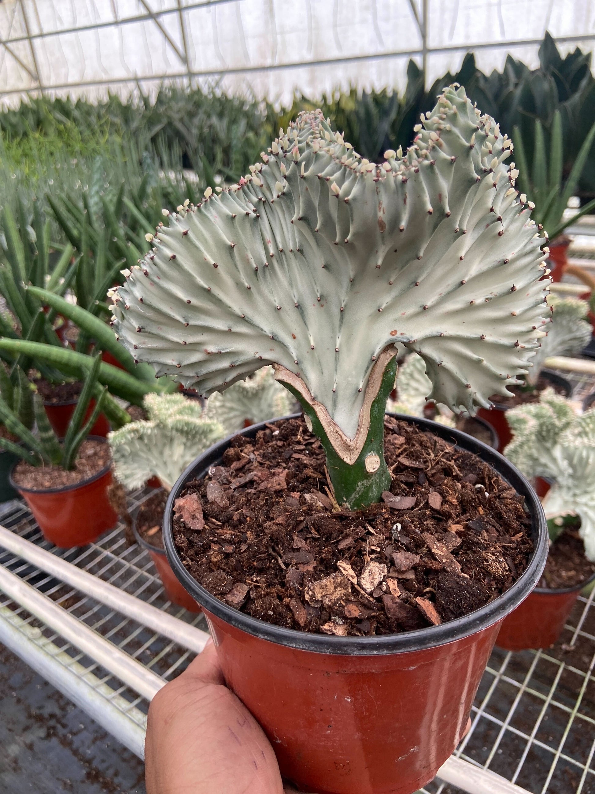 Succulent Euphorbia Lactea Ghost – 6" Pot