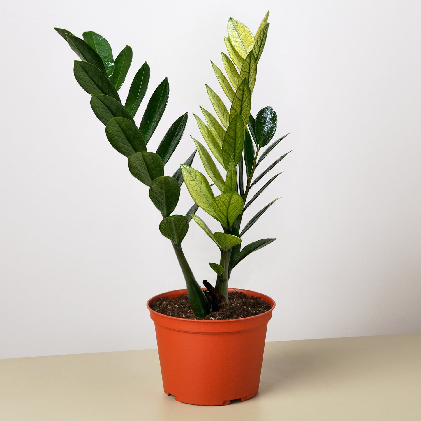Zamioculcas 'Chameleon' – 6" Pot