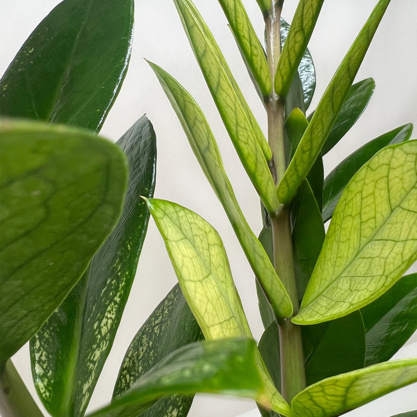 Zamioculcas 'Chameleon' –