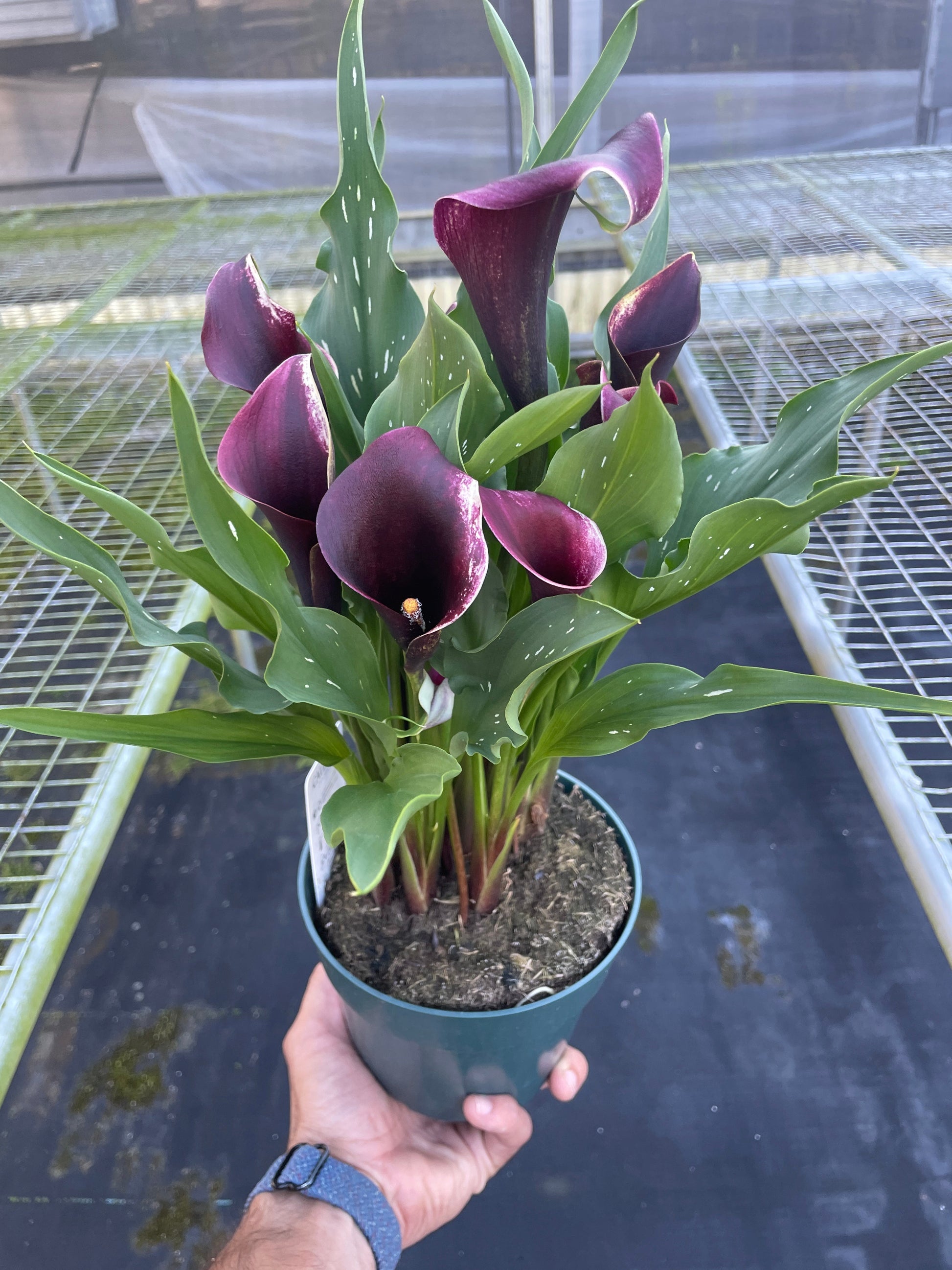 Calla Lily – Dark Purple Nursery Pot 6" Plant (2pk/$4.5) ($15 Ship/63oz)