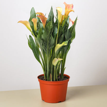 Calla Lily – 6" Pot Orange Nursery Pot 6" Plant (2pk/$4.5) ($15 Ship/63oz)