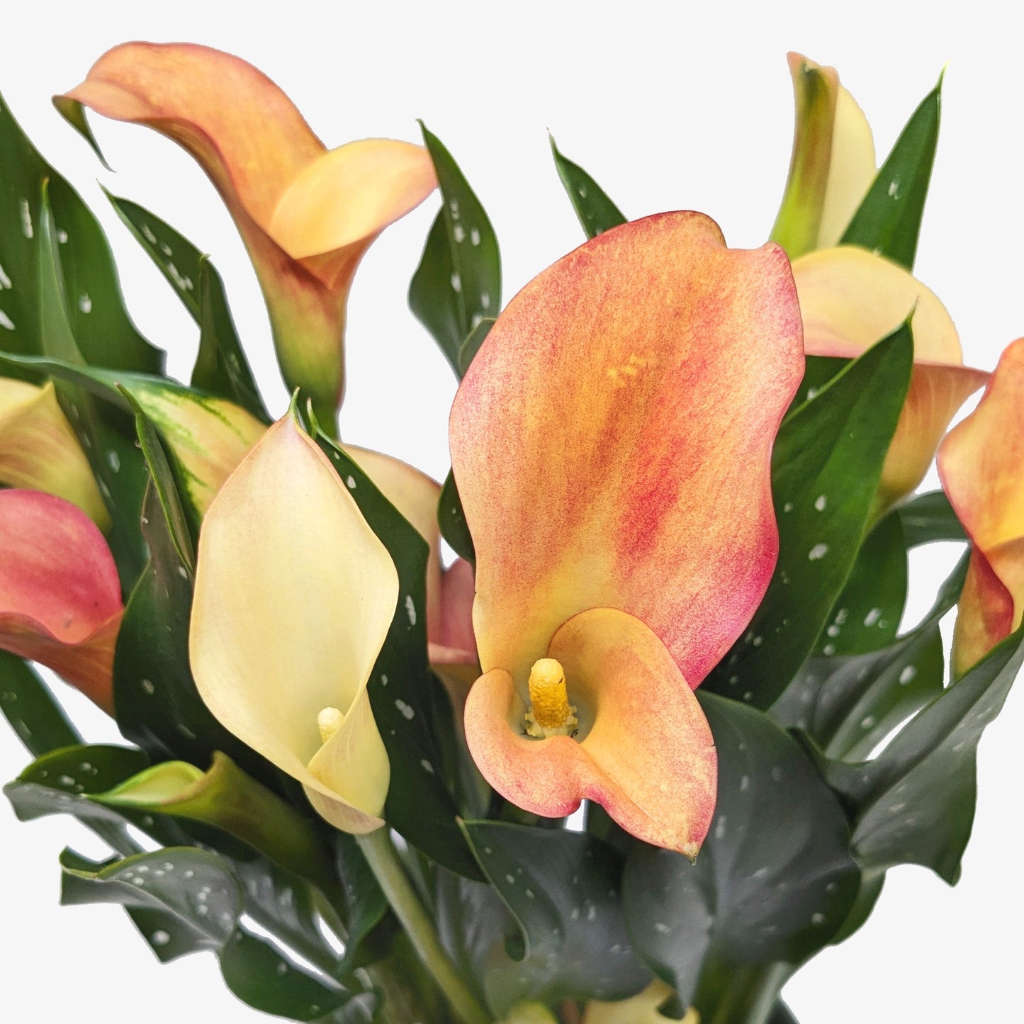 Calla Lily – 6" Plant (2pk/$4.5) ($15 Ship/63oz)