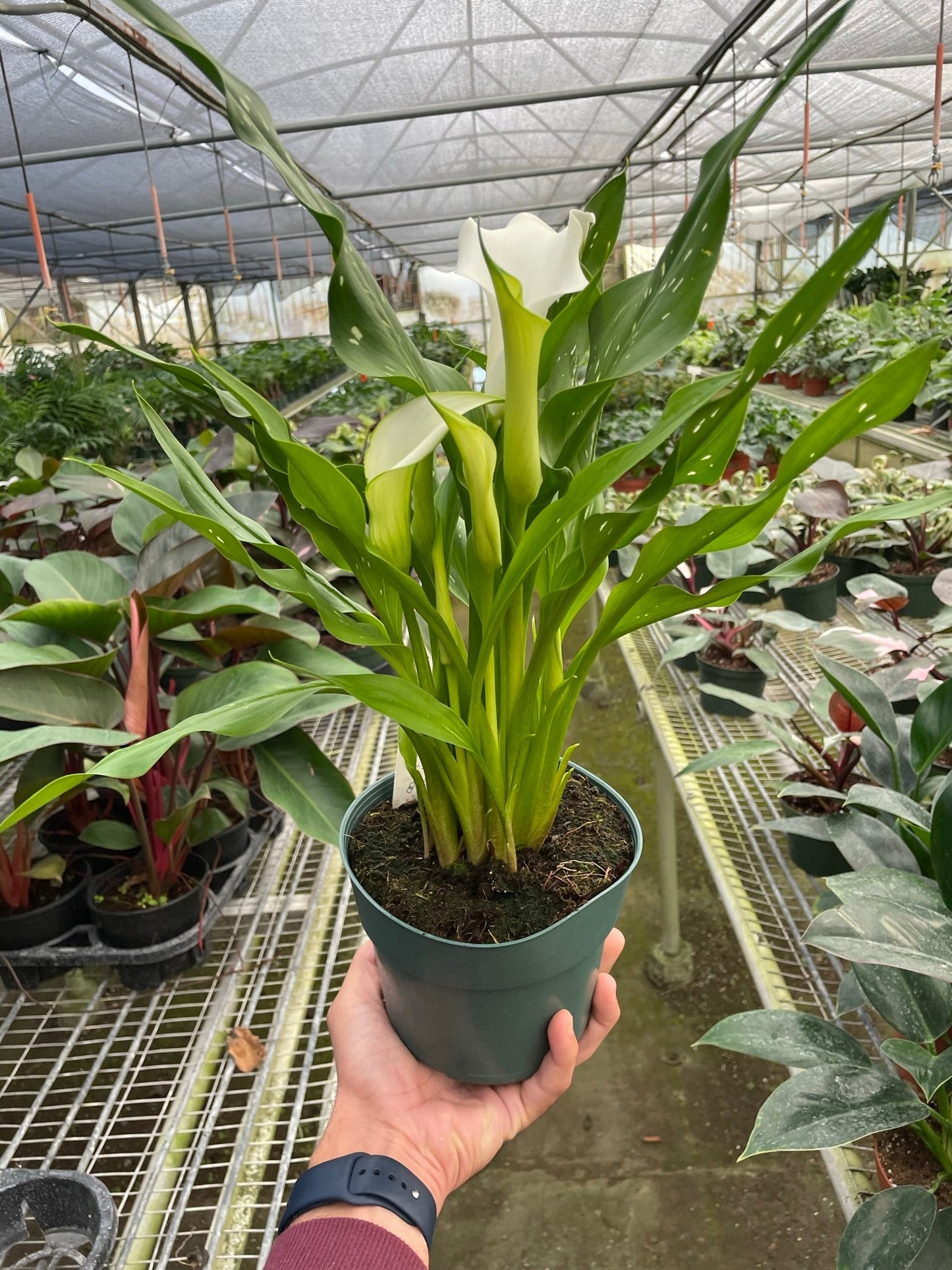 Calla Lily – 6" Pot White Nursery Pot 6" Plant (2pk/$4.5) ($15 Ship/63oz)