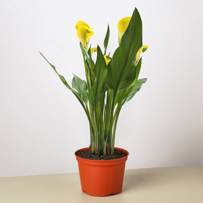 Calla Lily – 6" Pot Yellow Nursery Pot 6" Plant (2pk/$4.5) ($15 Ship/63oz)