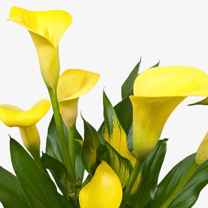 Calla Lily – 6" Plant (2pk/$4.5) ($15 Ship/63oz)