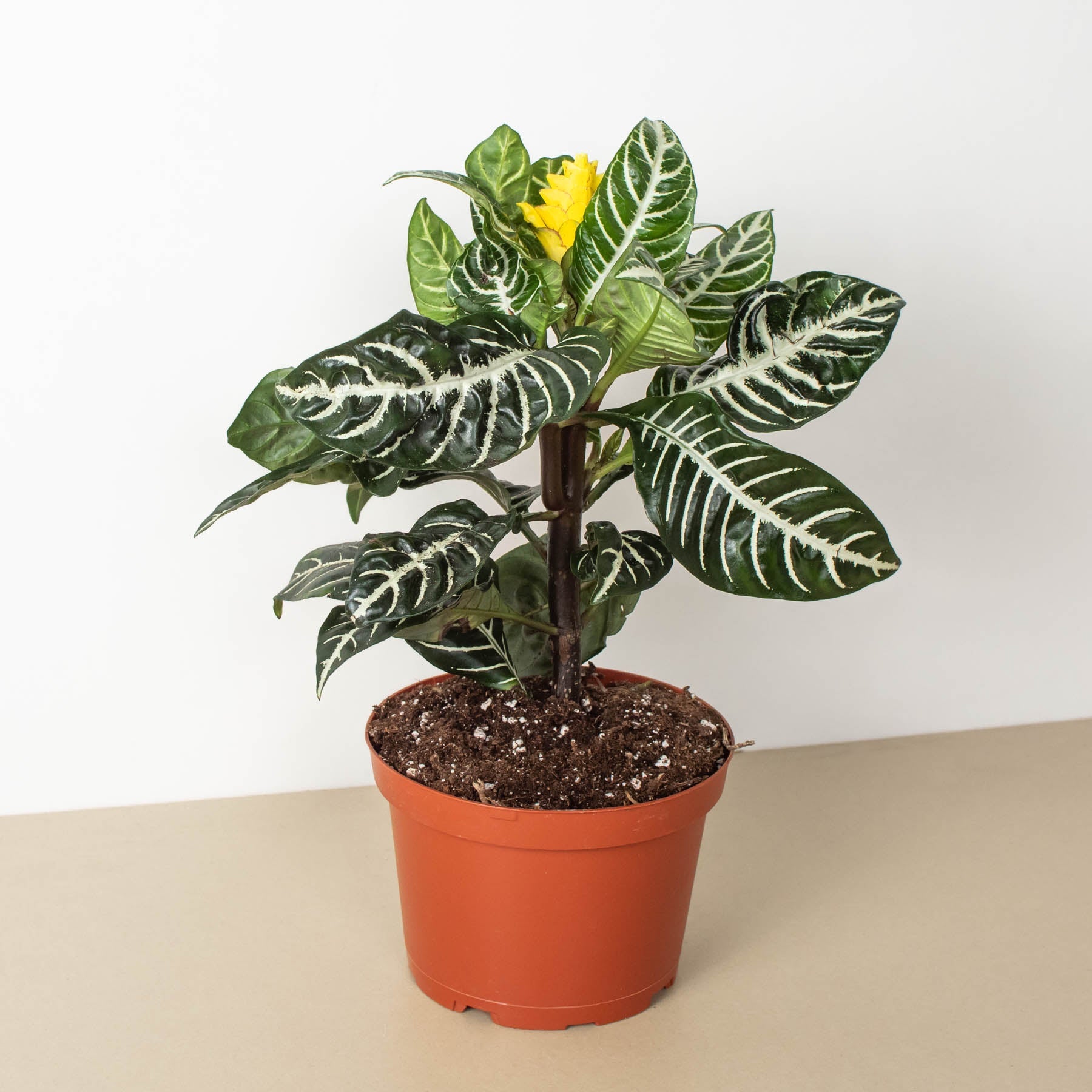 Zebra 'Aphelandra' – Indoor Plants