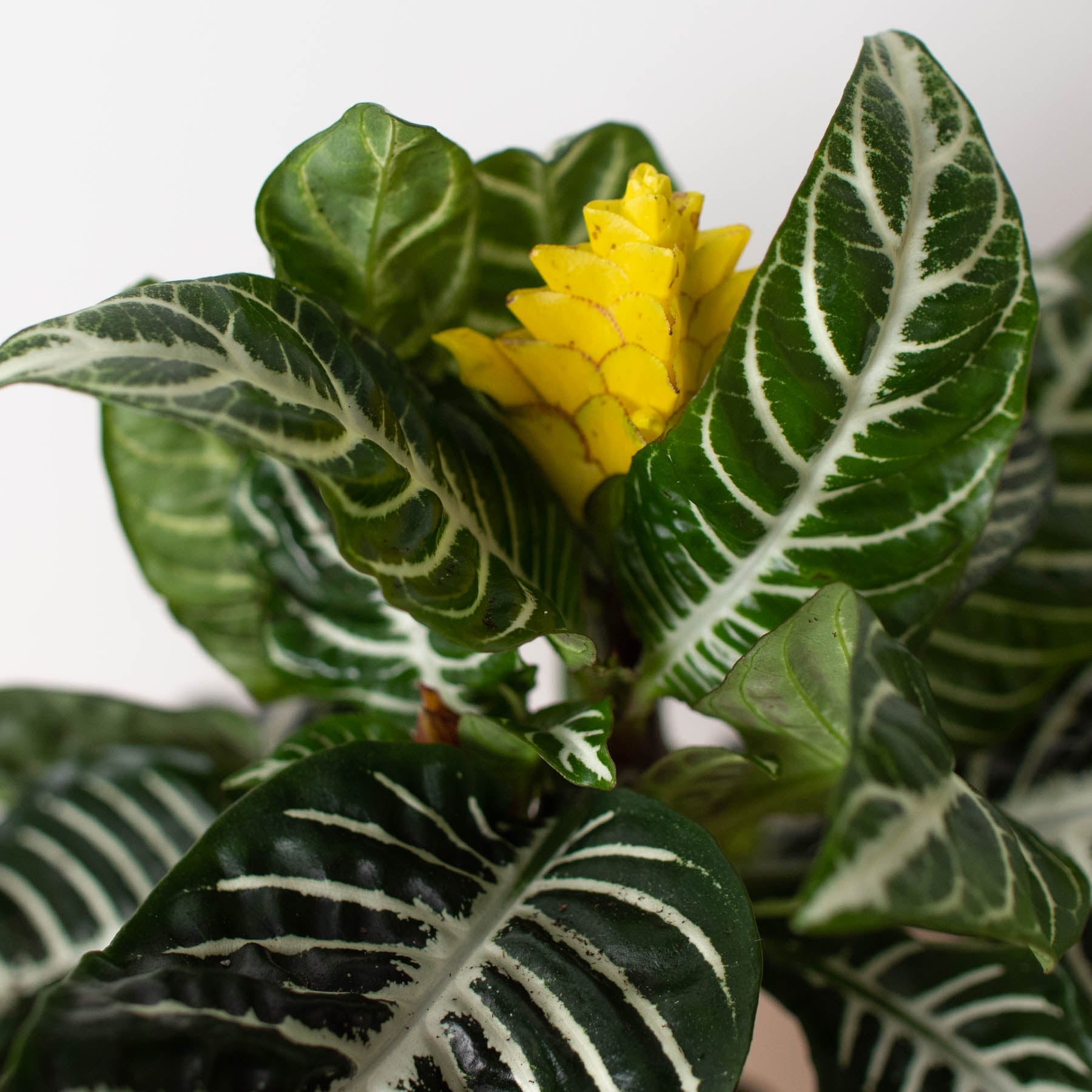 Zebra 'Aphelandra' – Indoor Plants