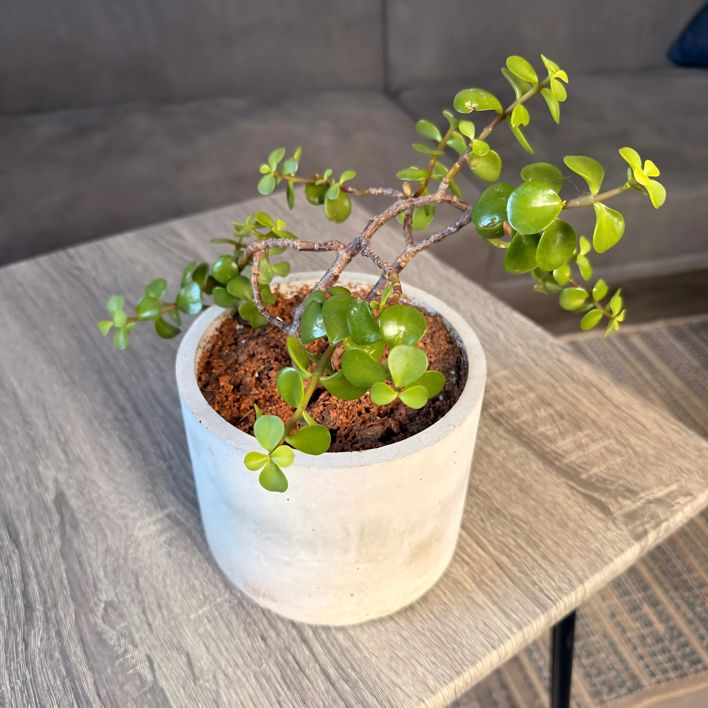 Elephant Bush – Low-Maintenance Succulent in Charlie Pot Original Soft Gray