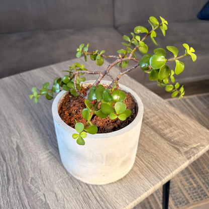 Elephant Bush – Low-Maintenance Succulent in Charlie Pot Original Soft Gray