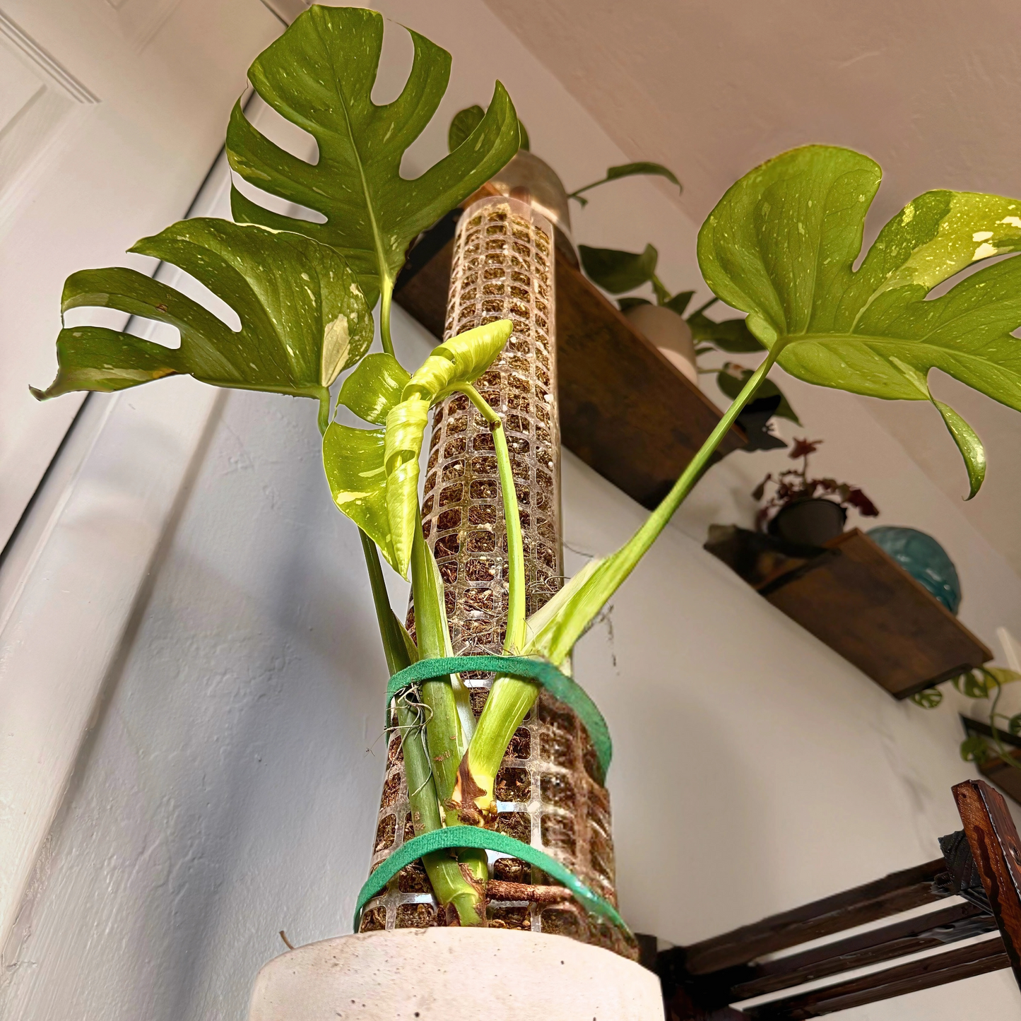 Monstera Thai Constellation – Rare Variegated Statement Plant in Charlie Pot with Grow Pole – Potted Houseplant