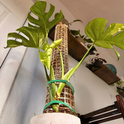Monstera Thai Constellation – Rare Variegated Statement Plant in Charlie Pot with Grow Pole – Potted Houseplant