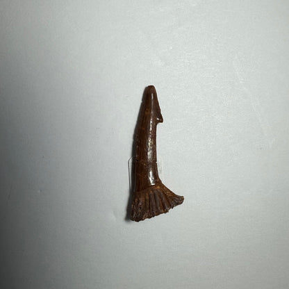 Onchopristis Barb/Tooth (SM) from Morocco