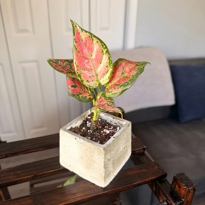 Aglaonema ‘Pink Dalmatian’ – Easy-Care Color in Your Choice of Pot – Potted Houseplant