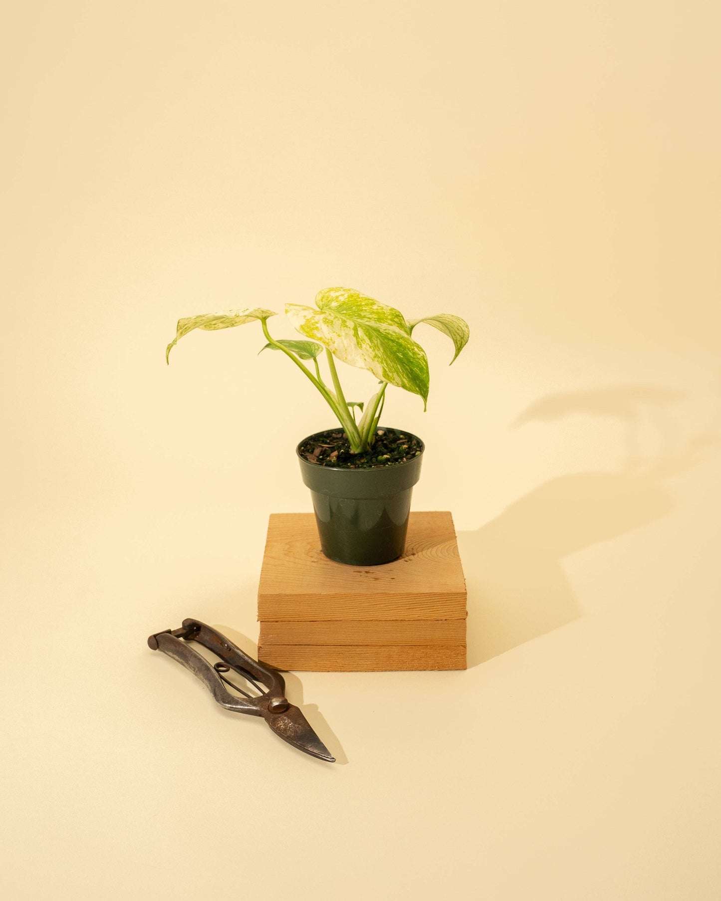 3.5" Monstera 'Mint' –