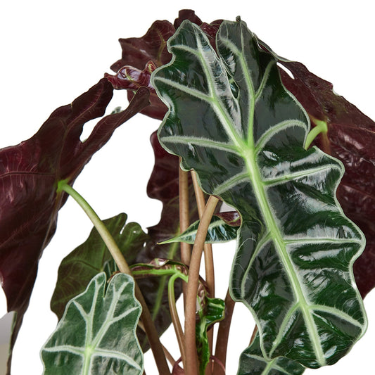 Alocasia Polly 'African Mask' Plant - 6" Nursery Pot | Live Indoor Plant – Indoor Plants